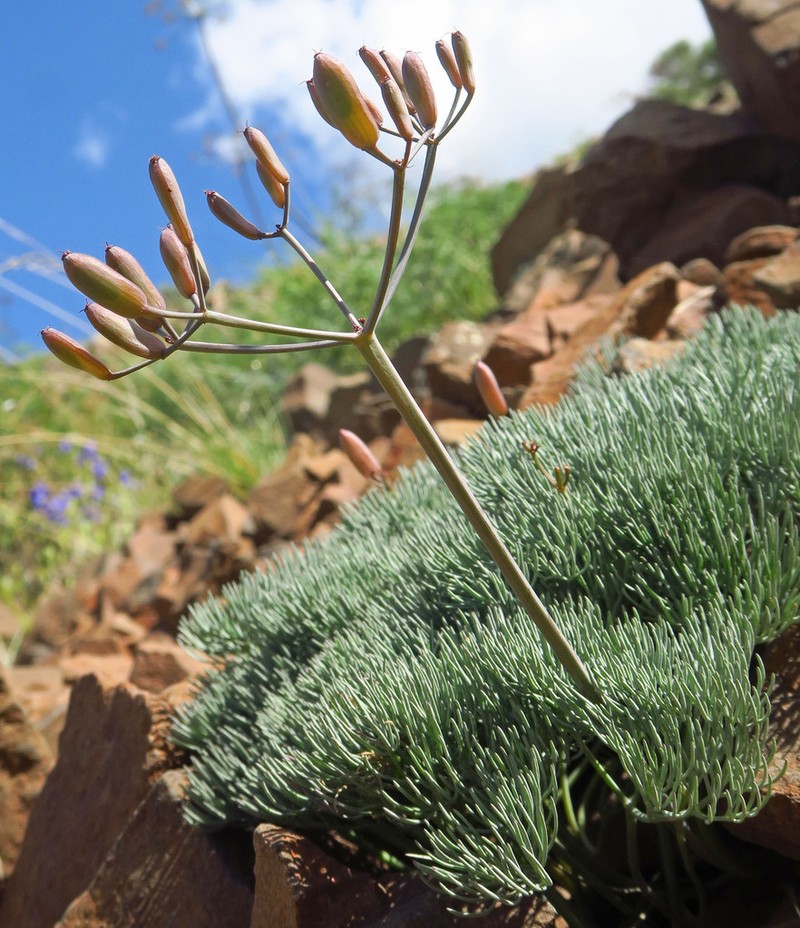 Hoover's Desertparsley photo 5