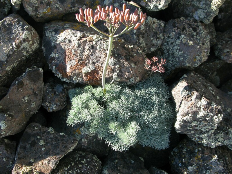 Hoover's Desertparsley photo 6