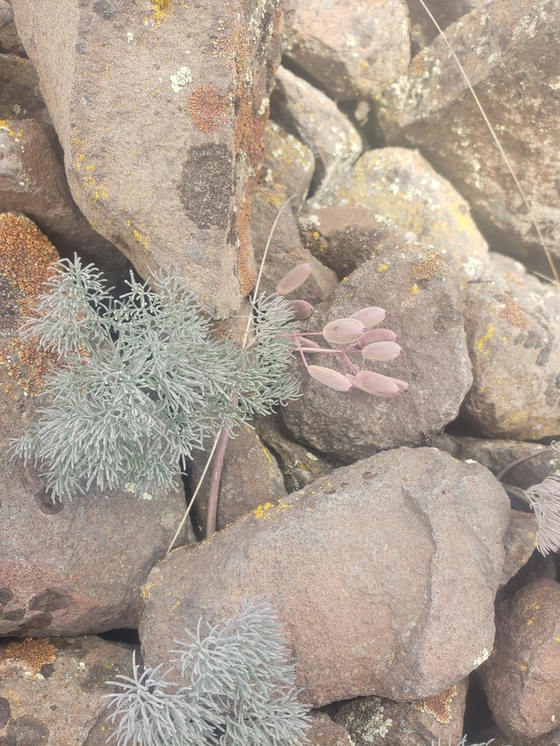 Hoover's Desertparsley photo 7