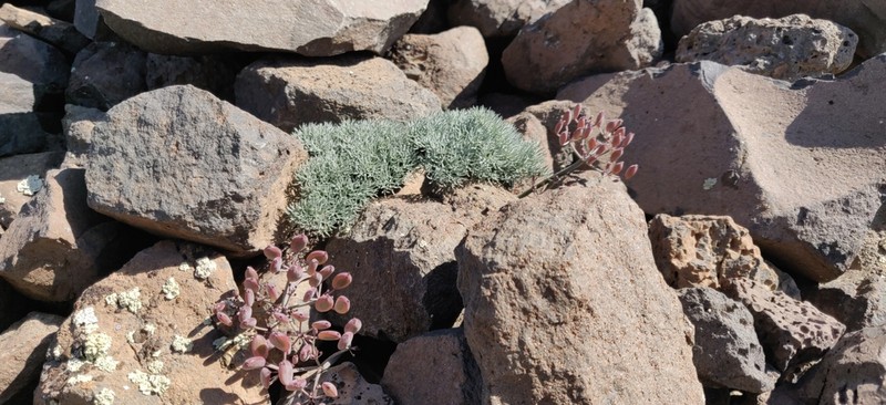 Hoover's Desertparsley photo 8