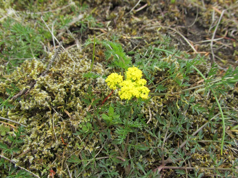 Common Lomatium photo 4