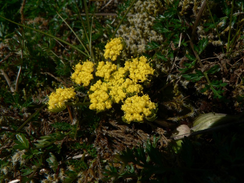 Common Lomatium photo 5