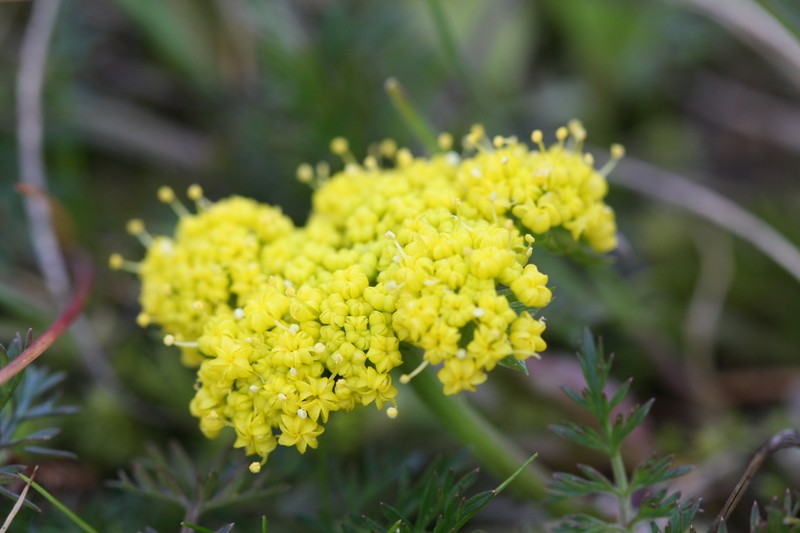 Common Lomatium photo 2