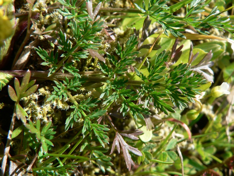 Common Lomatium photo 3