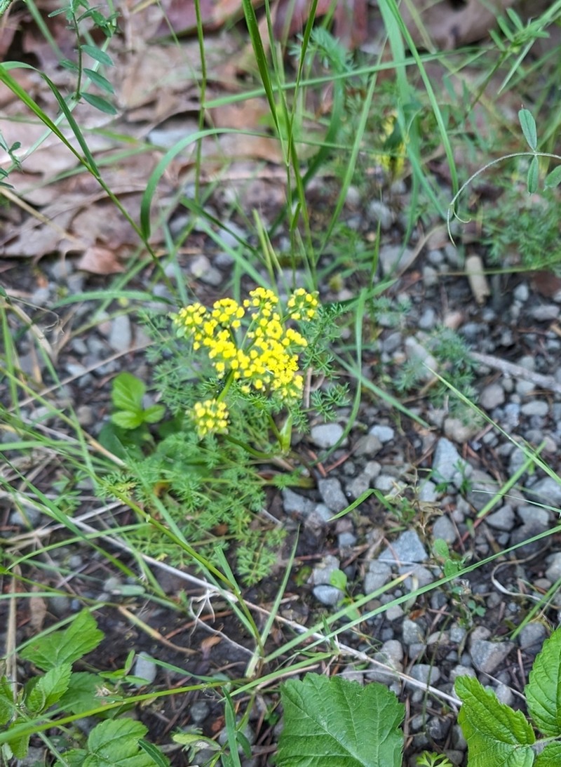 Common Lomatium photo 3