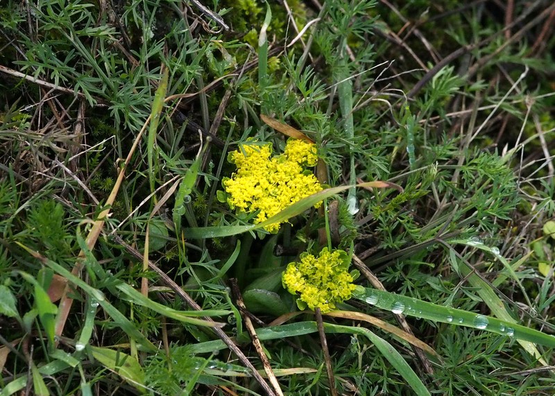 Common Lomatium photo 4