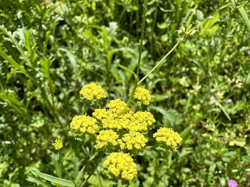 Common Lomatium photo 5