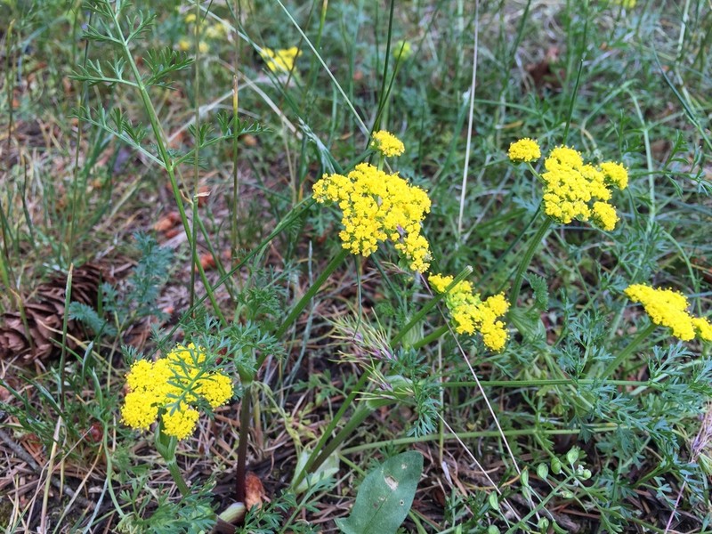 Common Lomatium photo 6