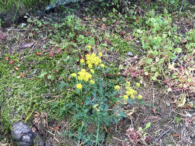 Common Lomatium photo 7
