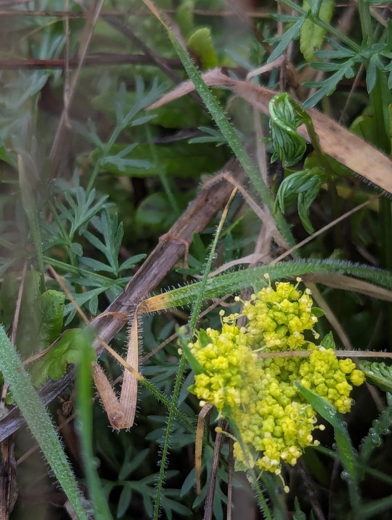 Common Lomatium photo 8