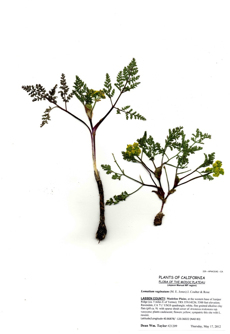 Broadsheath Desertparsley photo 2