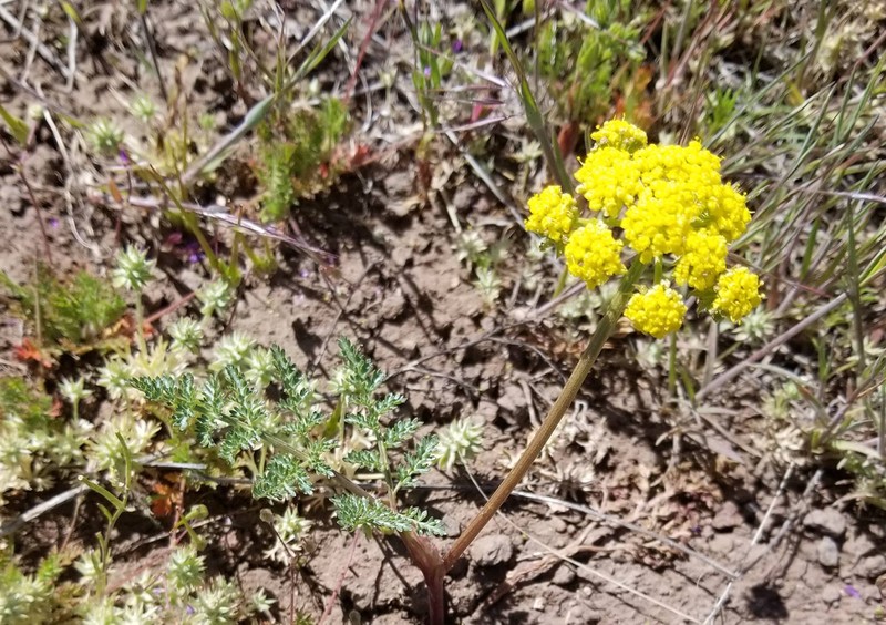 Broadsheath Desertparsley