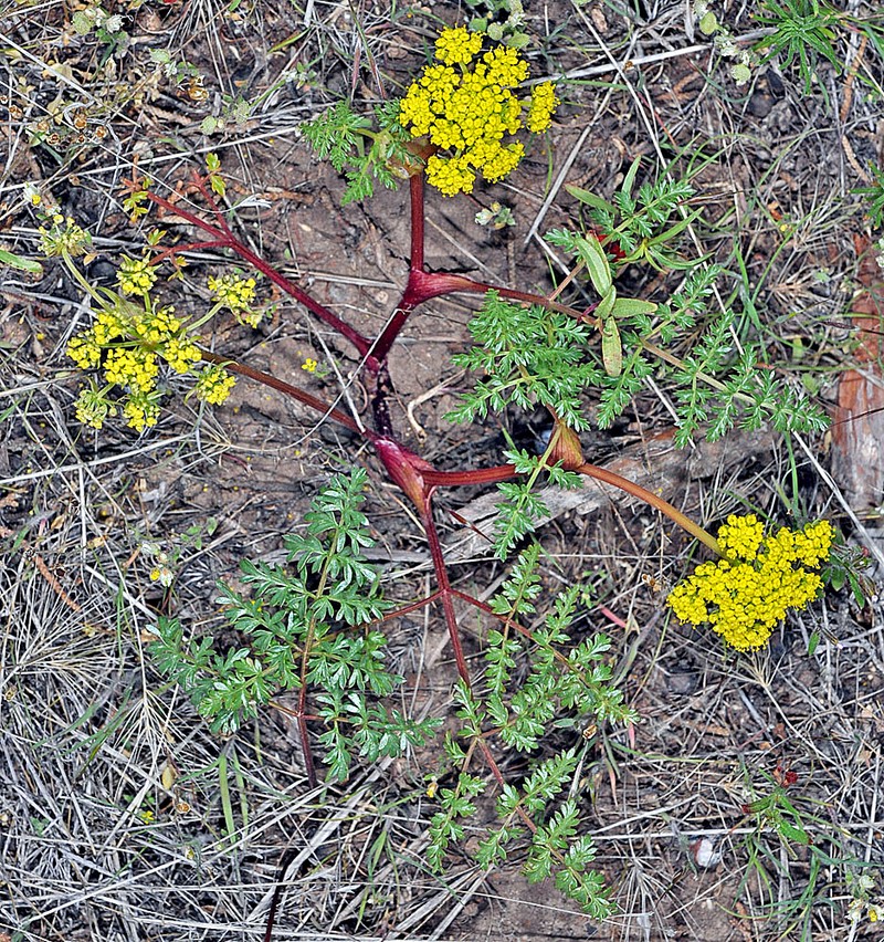 Broadsheath Desertparsley photo 3