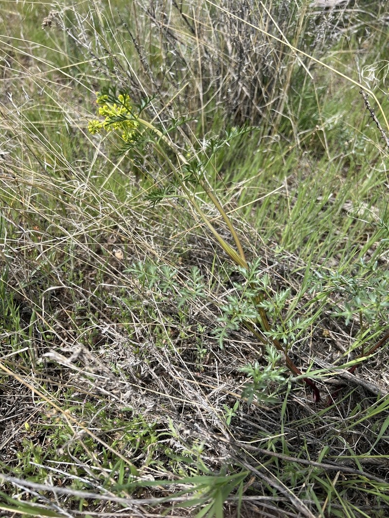 Broadsheath Desertparsley photo 4