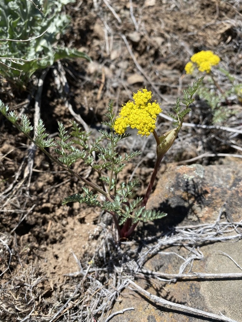 Broadsheath Desertparsley photo 5