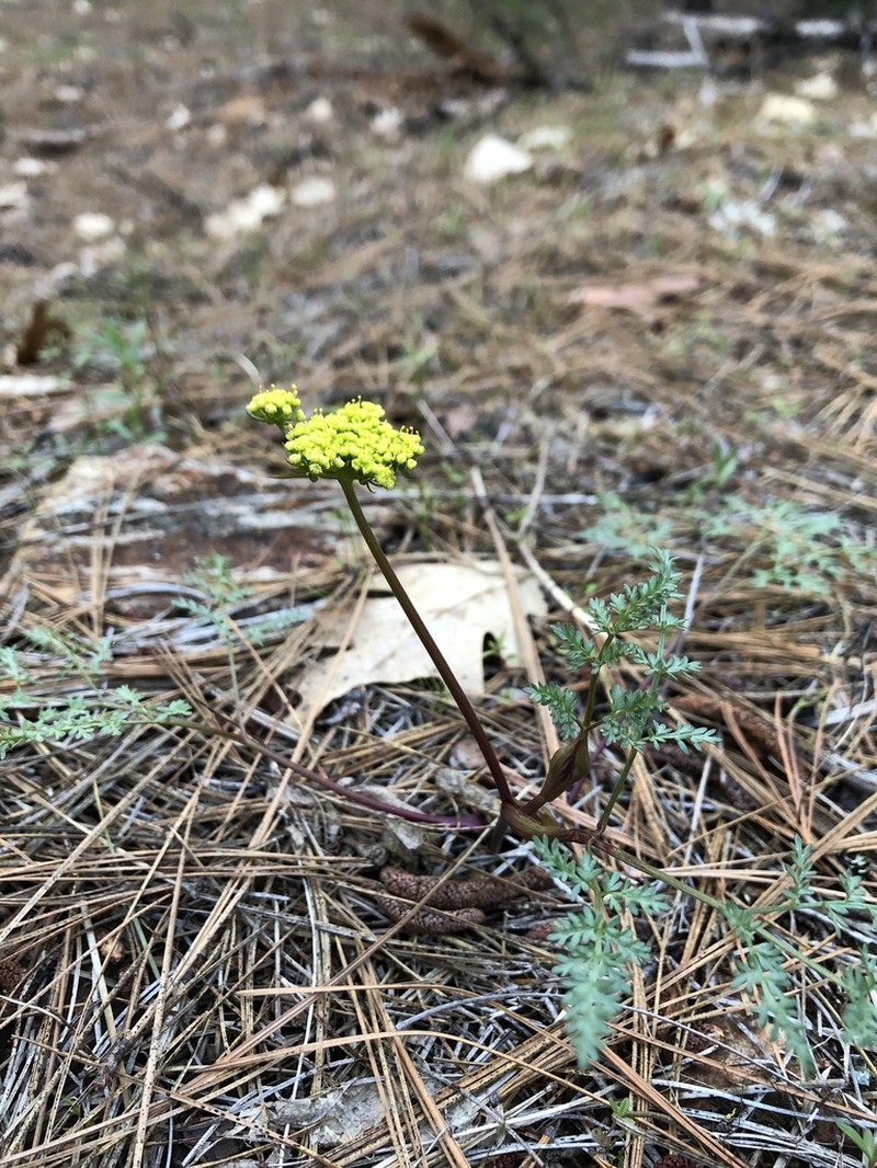 Broadsheath Desertparsley photo 6