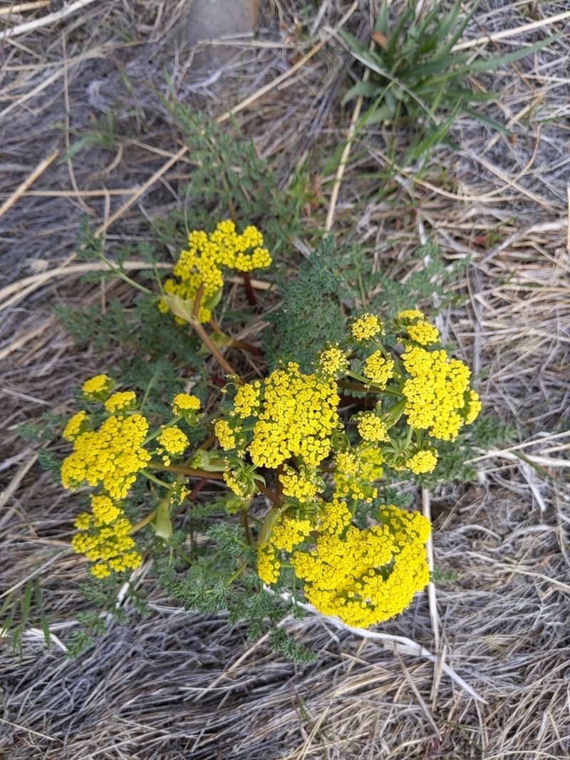 Broadsheath Desertparsley photo 8