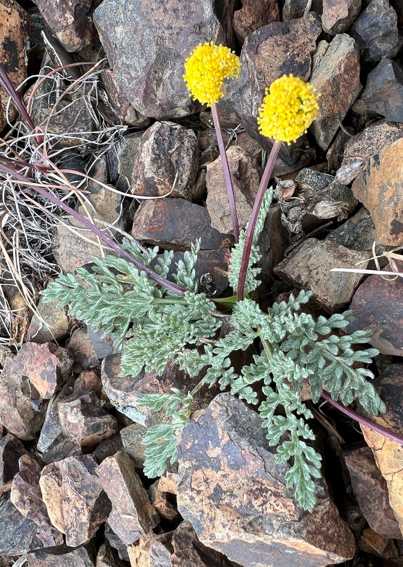 Watson's Desertparsley