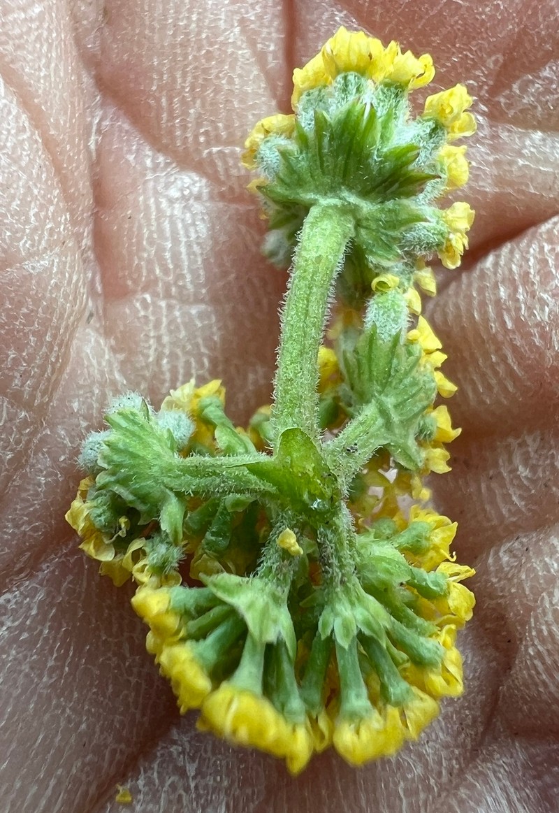 Watson's Desertparsley photo 2