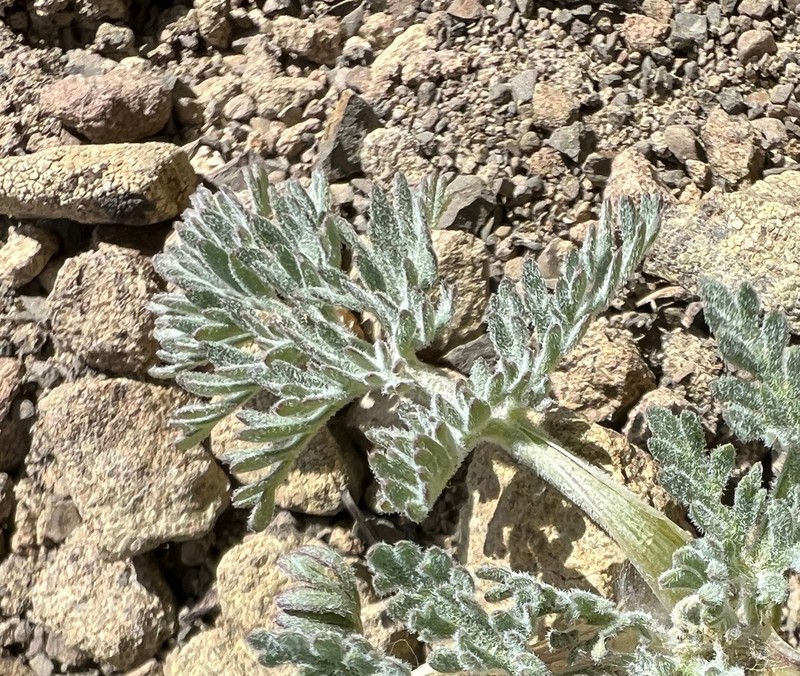 Watson's Desertparsley photo 3