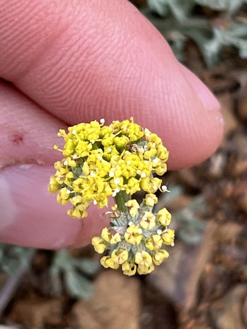 Watson's Desertparsley photo 5