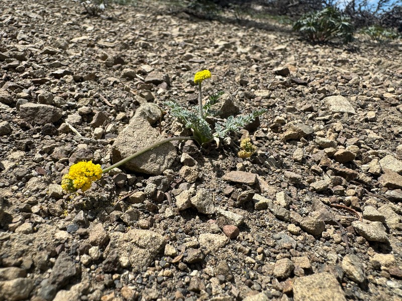Watson's Desertparsley photo 6