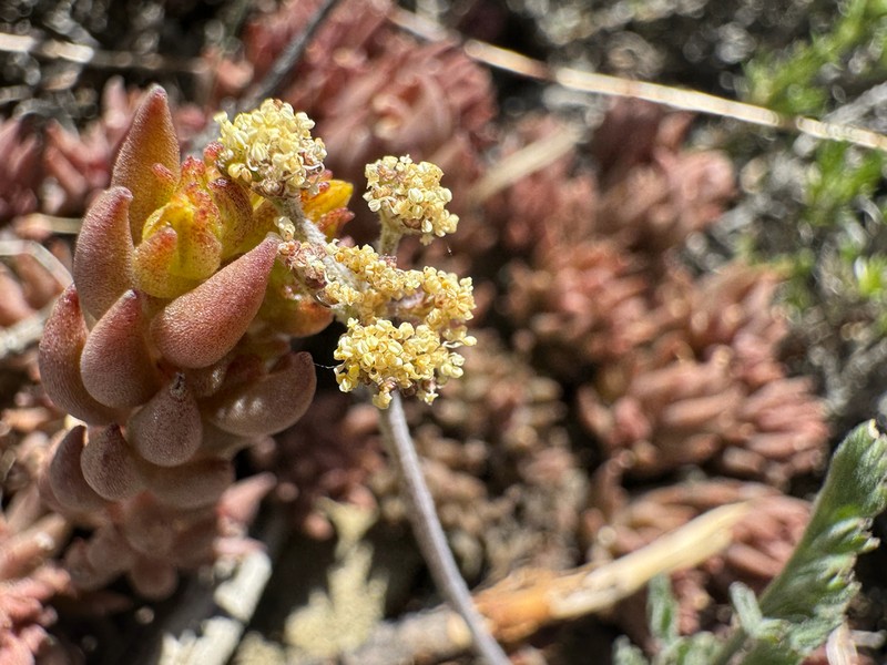 Watson's Desertparsley photo 8
