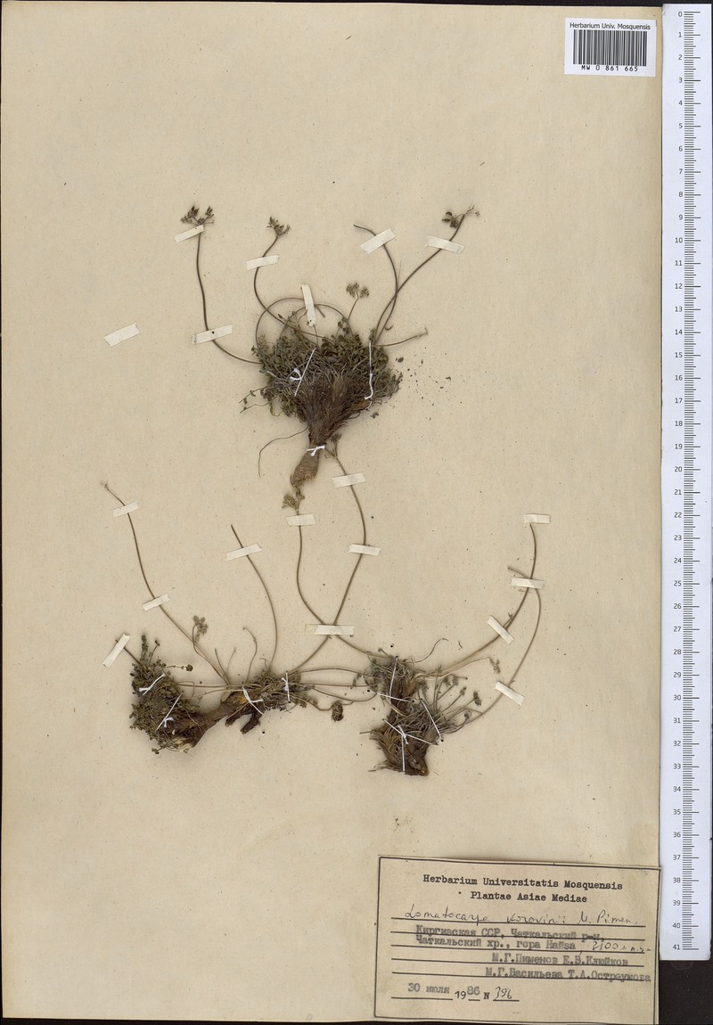 Lomatocarpa alata