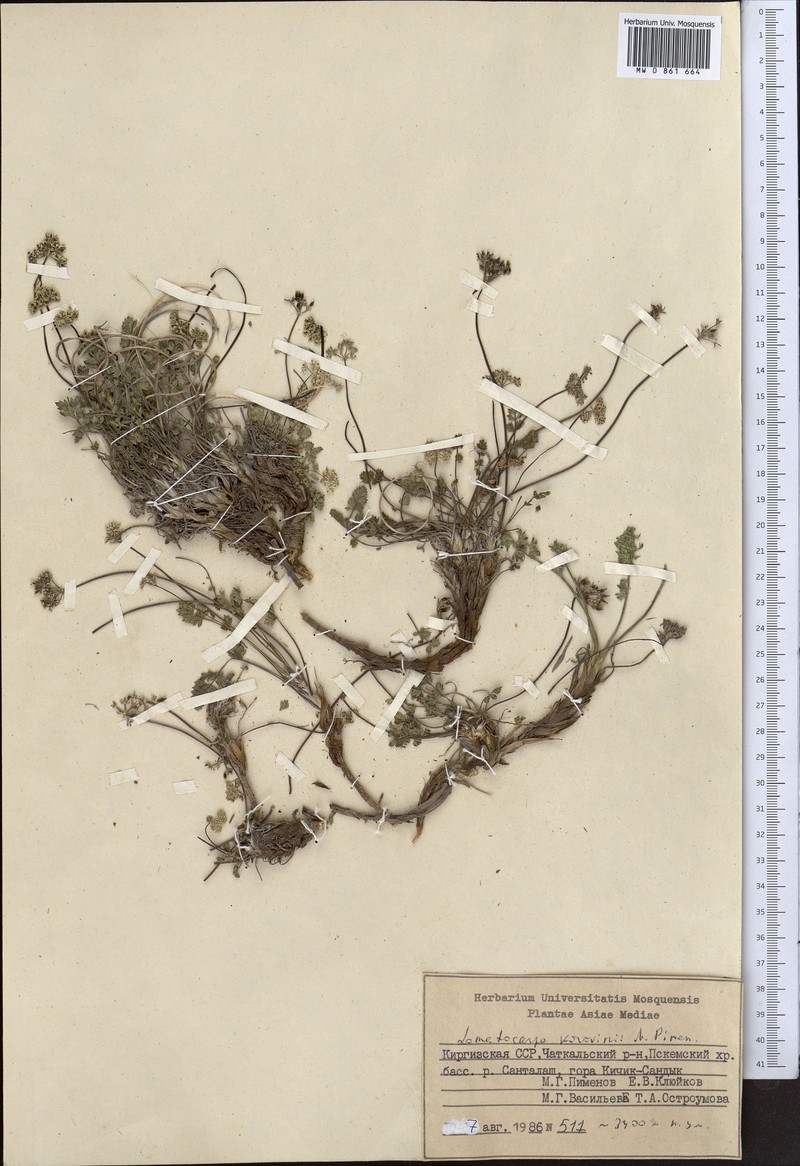 Lomatocarpa alata photo 2
