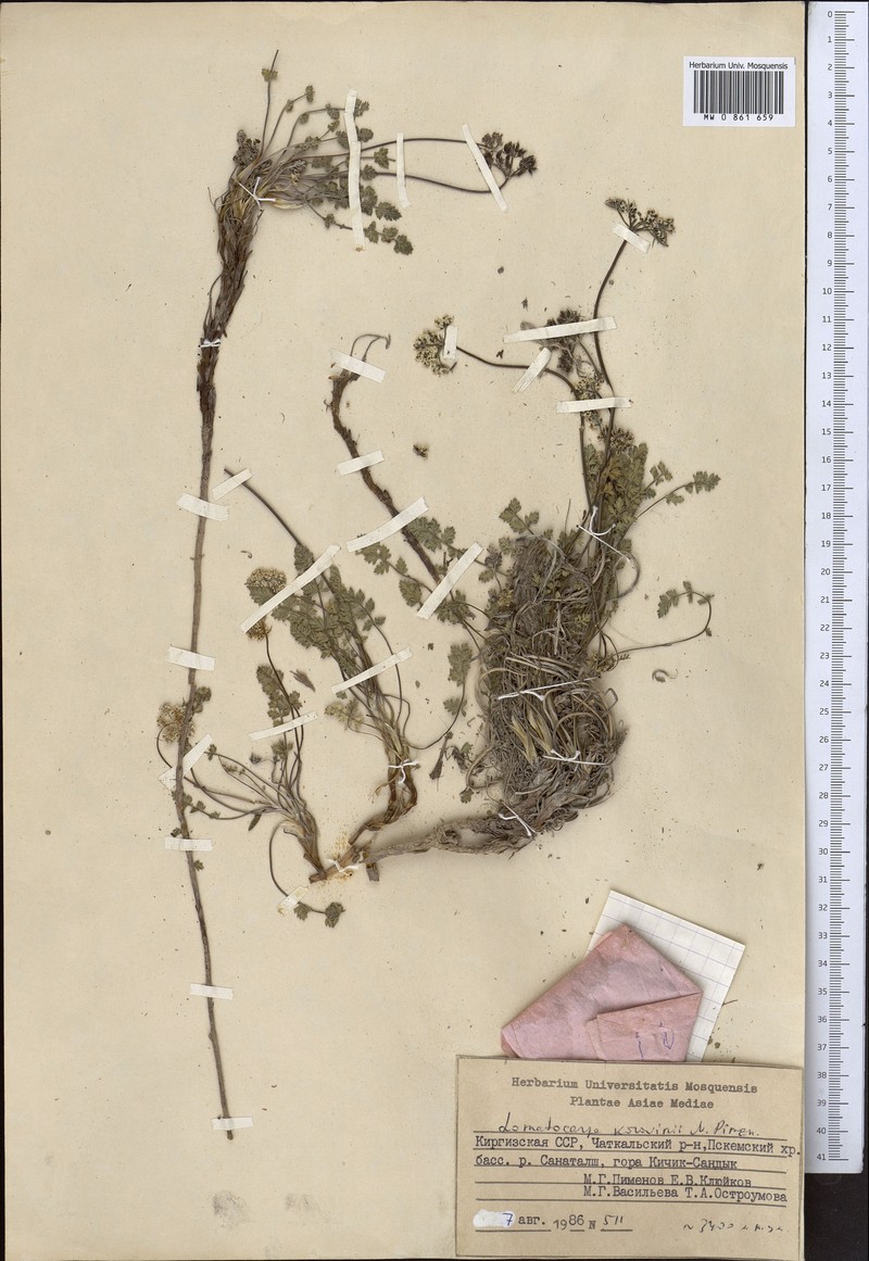 Lomatocarpa alata photo 3