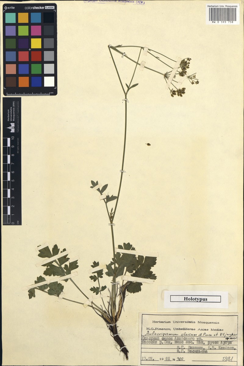 Lomatocarpa alata photo 4
