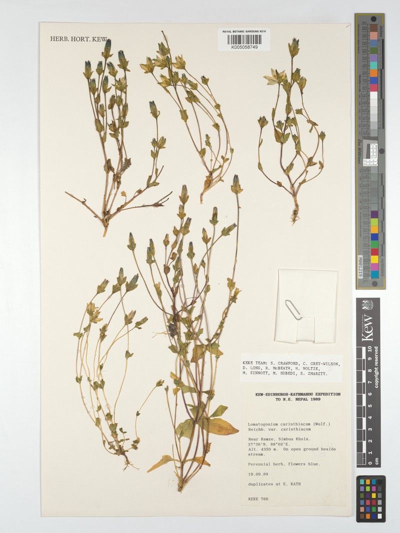 Lomatogonium carinthiacum var. carinthiacum