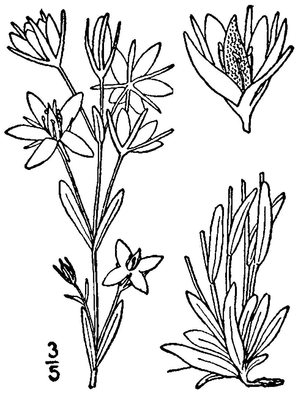 Marsh Felwort photo 2
