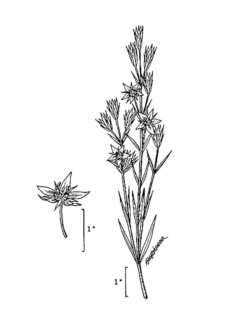 Marsh Felwort photo 3