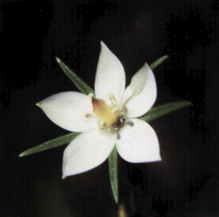 Marsh Felwort