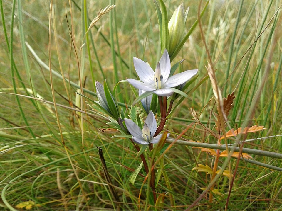 Marsh Felwort photo 4