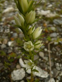 Marsh Felwort