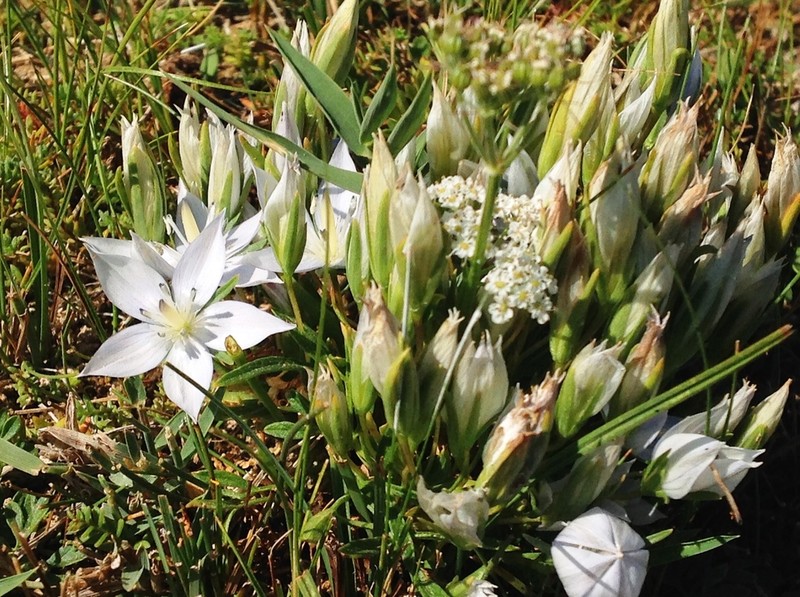 Marsh Felwort photo 2