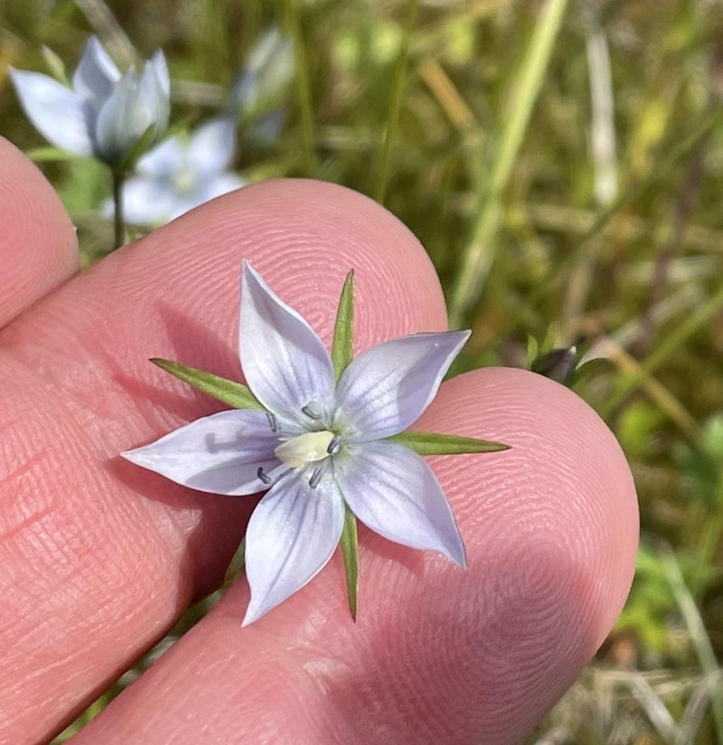 Marsh Felwort photo 3