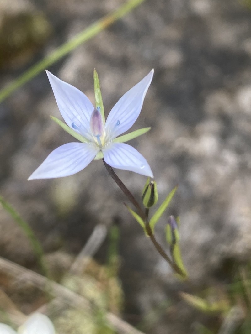Marsh Felwort photo 4
