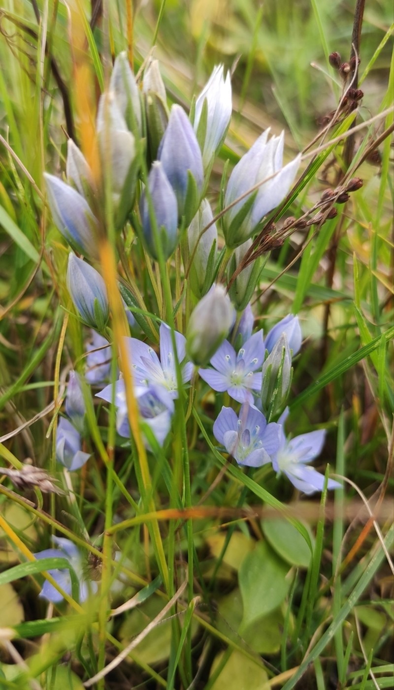 Marsh Felwort photo 5