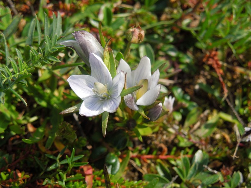 Marsh Felwort photo 6