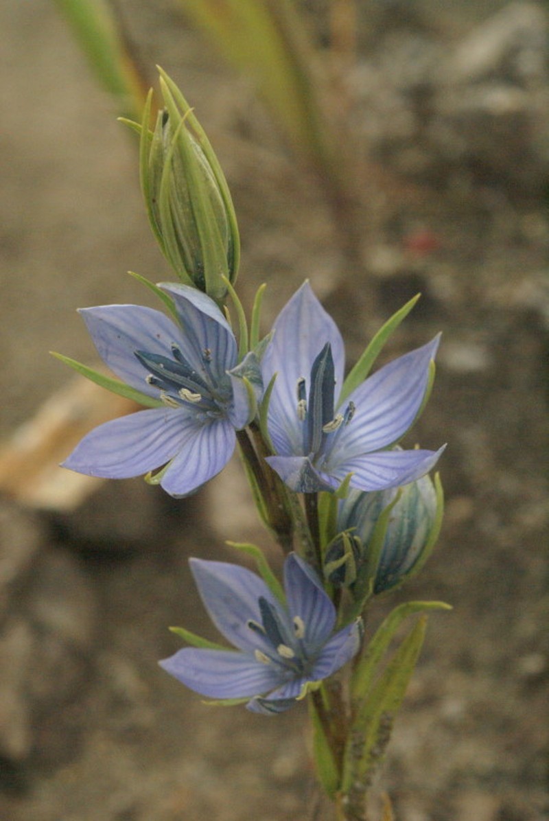 Marsh Felwort photo 7