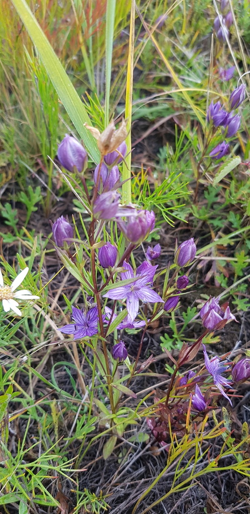 Marsh Felwort photo 8
