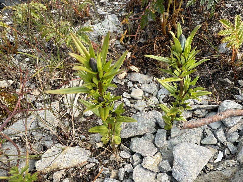 Lomatogonium rotatum var. rotatum