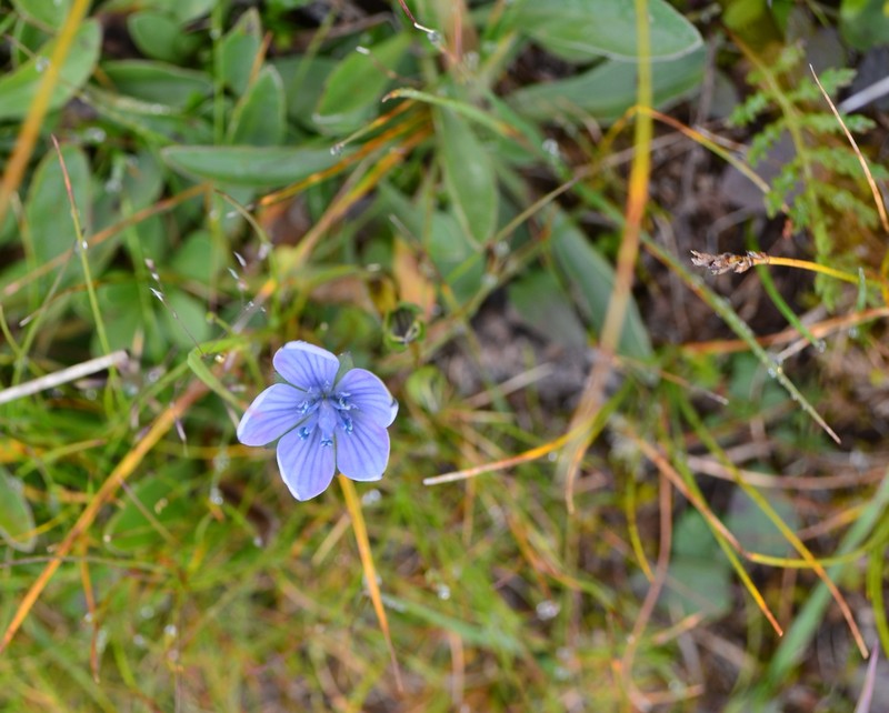 Lomatogonium rotatum var. rotatum photo 3