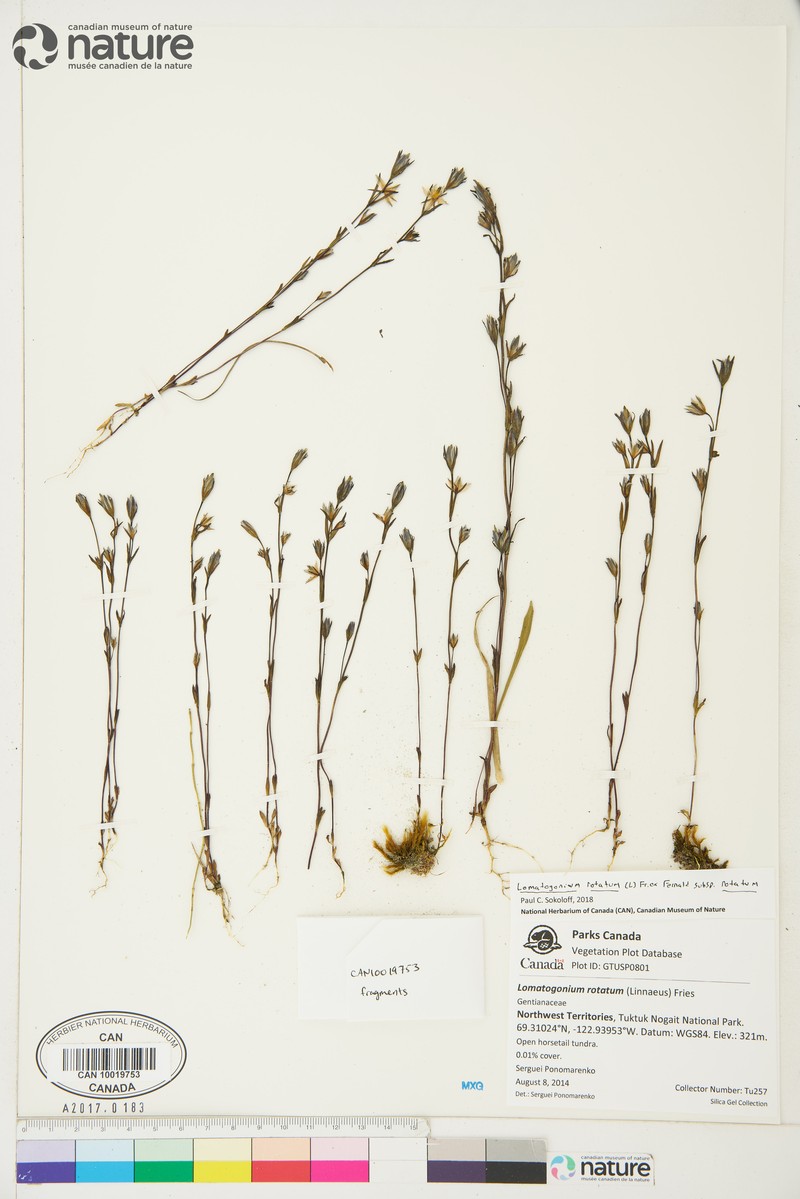 Lomatogonium rotatum var. rotatum photo 4