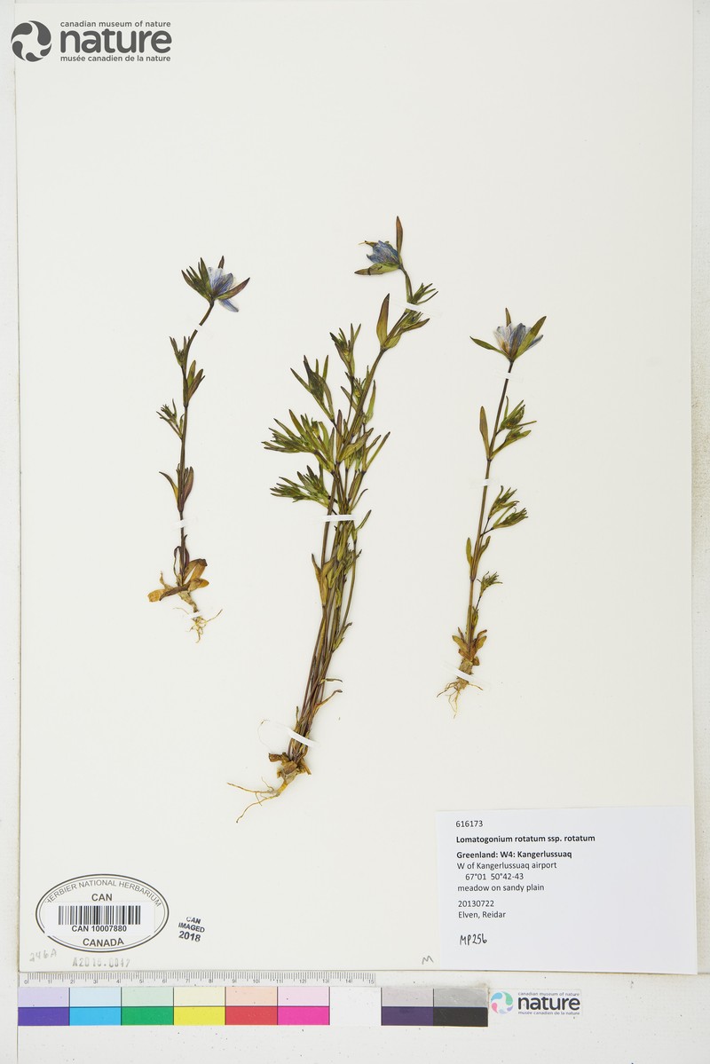 Lomatogonium rotatum var. rotatum photo 5