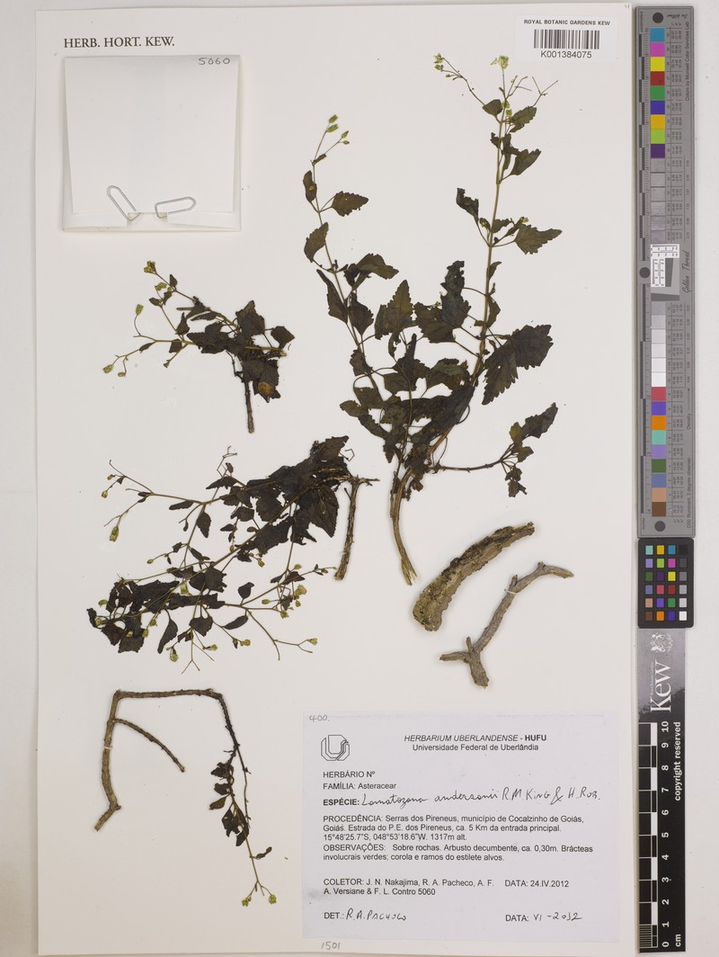 Lomatozona andersonii