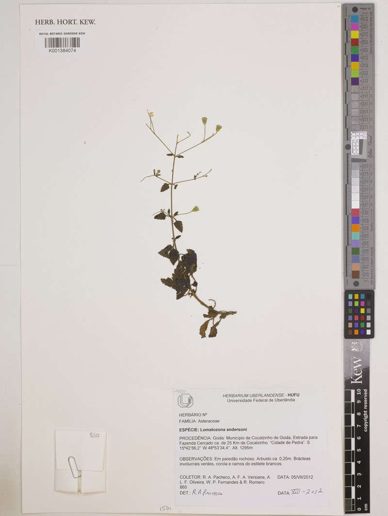 Lomatozona andersonii photo 2